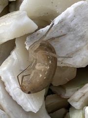 Eumalacostraca