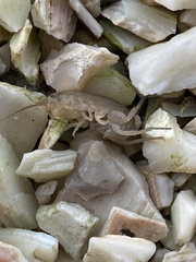 Eumalacostraca