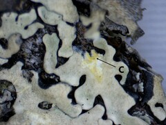 Pseudoparmelia uleana