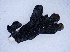 Pseudoparmelia uleana