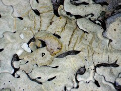 Pseudoparmelia uleana