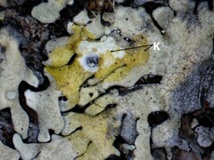 Pseudoparmelia uleana