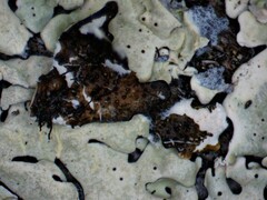 Pseudoparmelia uleana