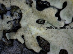 Pseudoparmelia uleana