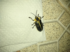 Mecistomela marginata