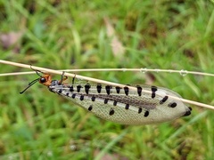 Myrmeleon erythrocephalus