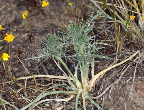iNaturalist observation photo of Great Valley Coyote-thistle