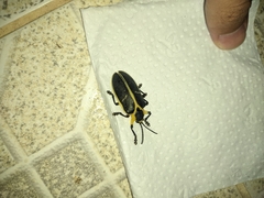 Mecistomela marginata