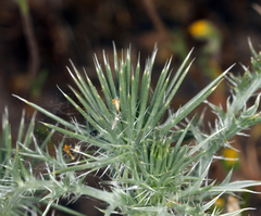 Eryngium castrense