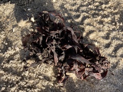 Fucus vesiculosus
