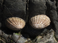 Cellana denticulata