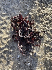 Fucus vesiculosus