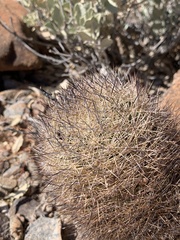 Echinomastus intertextus