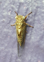 Haemopsalta rubea