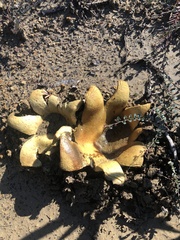 Scleroderma polyrhizum