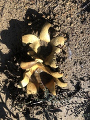 Scleroderma polyrhizum