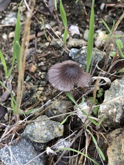 Psathyrella bipellis