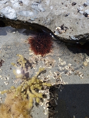 Actinia