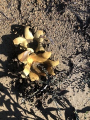 Scleroderma polyrhizum