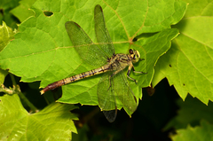 Arigomphus submedianus