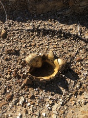 Scleroderma polyrhizum