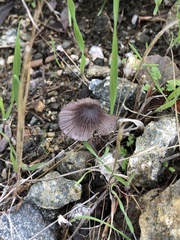 Psathyrella bipellis