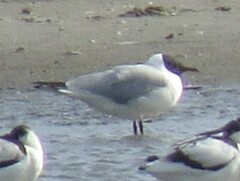 Chroicocephalus ridibundus