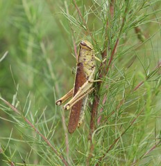 Schistocerca alutacea