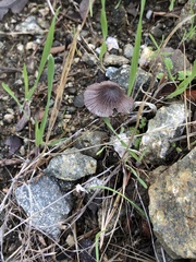 Psathyrella bipellis
