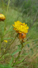 Austrotephritis fuscata