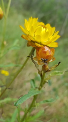 Austrotephritis fuscata