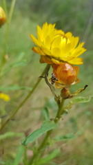 Austrotephritis fuscata