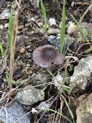 Psathyrella bipellis