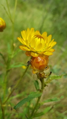 Austrotephritis fuscata