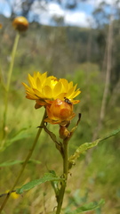 Austrotephritis fuscata