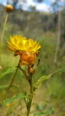 Austrotephritis fuscata
