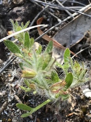 Xanthosia huegelii