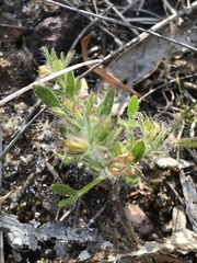 Xanthosia huegelii