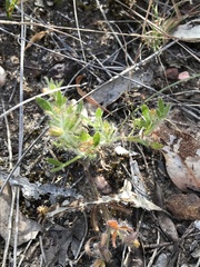 Xanthosia huegelii