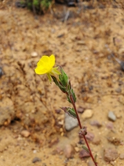 Oenothera coquimbensis