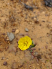 Oenothera coquimbensis