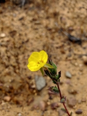 Oenothera coquimbensis