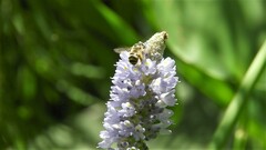 Eucerini