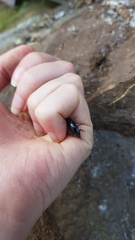 Carabina