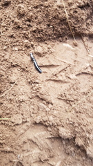 Carabina