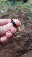 Carabina