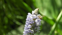 Eucerini