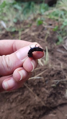 Carabina