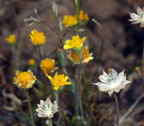 iNaturalist observation photo of Fremont's goldfields
