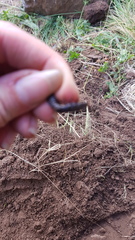 Carabina